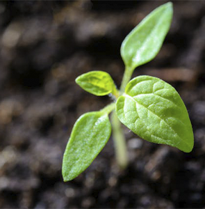 Mantenimiento de jardinerías en España