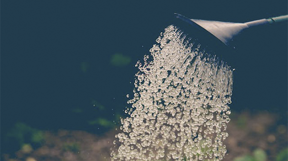 Servicios de mantenimiento de jardines en España